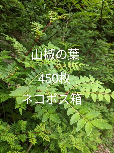 9.岡山県産 山椒の葉 450枚 ネコポス箱