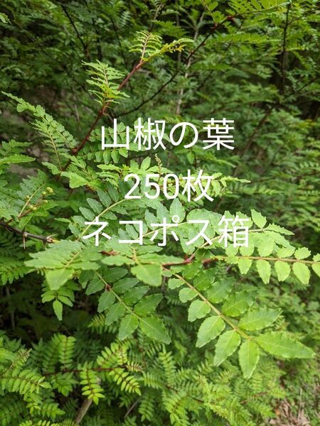 8.岡山県産 山椒の葉 250枚 ネコポス箱