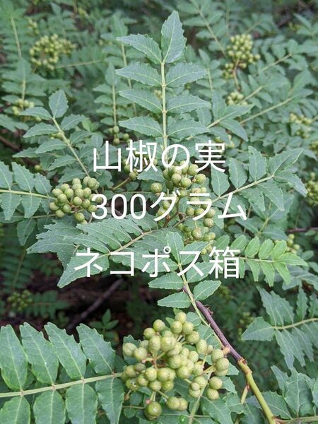 3.岡山県産 山椒の実 300グラム ネコポス箱