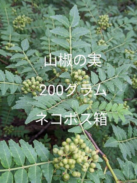 2.岡山県産 山椒の実 200グラム ネコポス箱