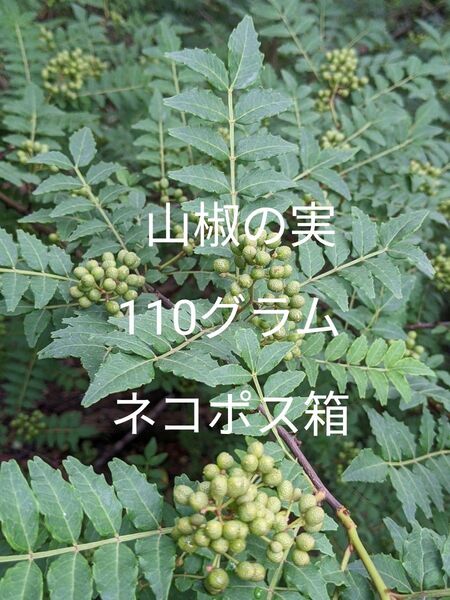 1.岡山県産 山椒の実 110グラム ネコポス箱