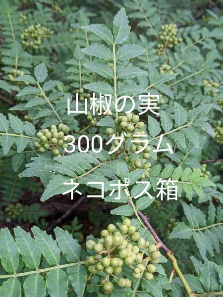3.岡山県産 山椒の実 300グラム ネコポス箱