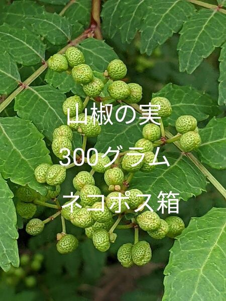 3.岡山県産 山椒の実 300グラム ネコポス箱