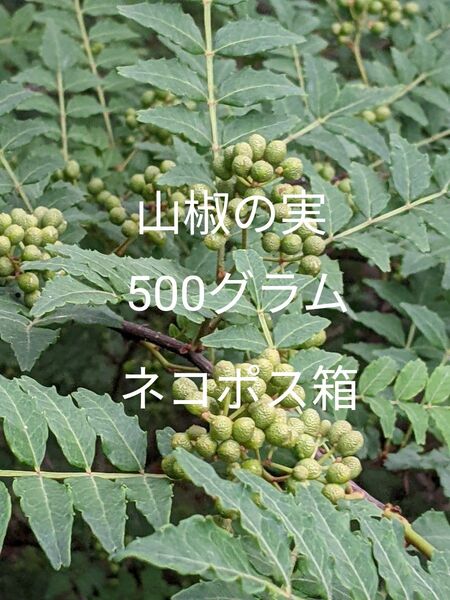 5.岡山県産 山椒の実 500グラム ネコポス箱