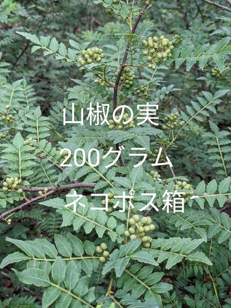 2.岡山県産 山椒の実 200グラム ネコポス箱