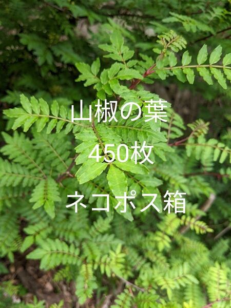 7.岡山県産 山椒の葉 450枚 ネコポス箱