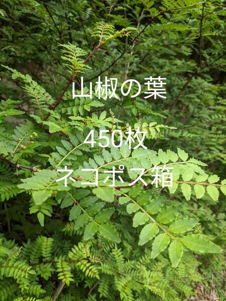 8.岡山県産 山椒の葉 450枚 ネコポス箱