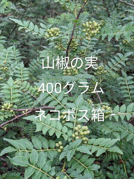 4.岡山県産 山椒の実 400グラム ネコポス箱