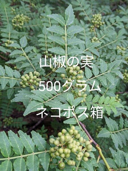 5.岡山県産 山椒の実 500グラム ネコポス箱