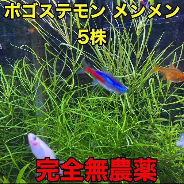 ポゴステモン メンメン 水中葉 5株 完全無農薬