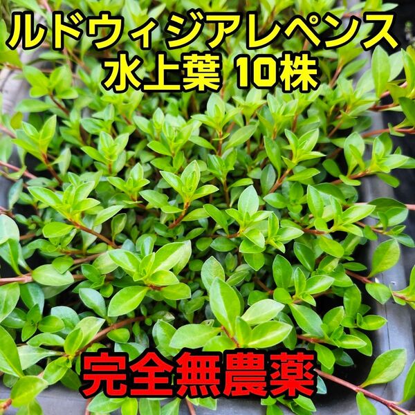 ルドヴィジア レペンス 水上葉 10株 完全無農薬