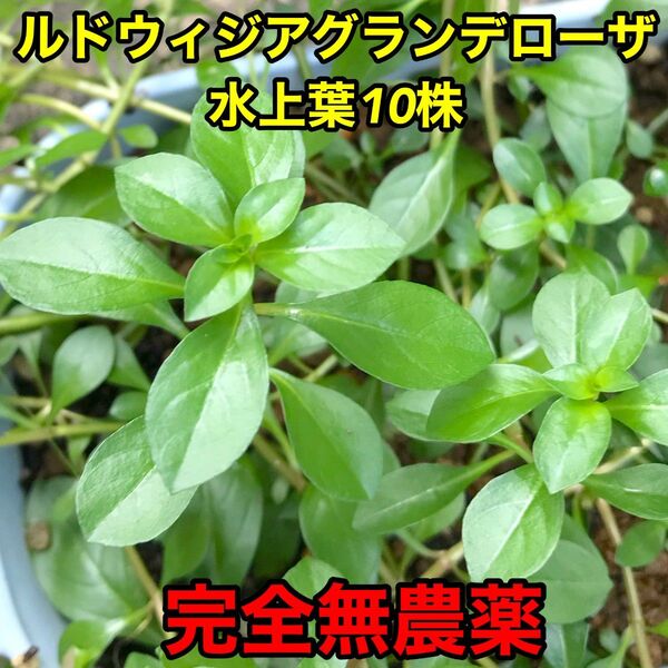 ルドウィジア グランデローザ 水上葉 10株完全無農薬