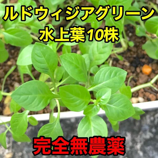 ルドウィジア グリーン 水上葉 10株 完全無農薬