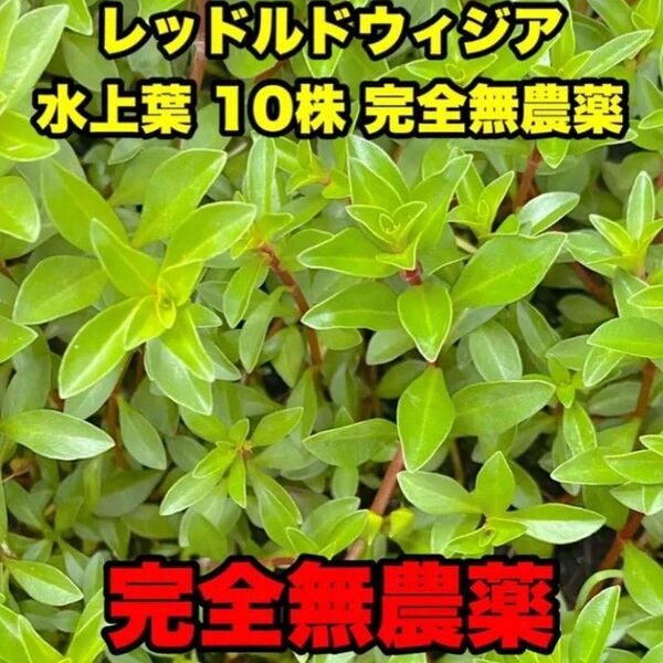 レッドルドウィジア水上葉10株 完全無農薬