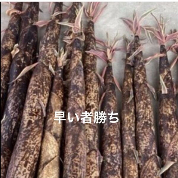 真竹 タケノコ 2.5キロ