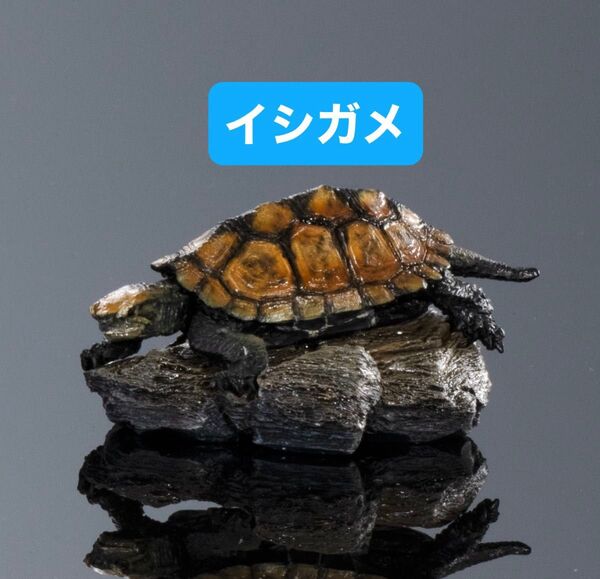 いきもの大図鑑ミニコレクション カメ01 イシガメ