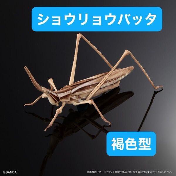 いきもの大図鑑アドバンス オオカマキリとショウリョウバッタ【カプセル版】ショウリョウバッタ(褐色型)単品