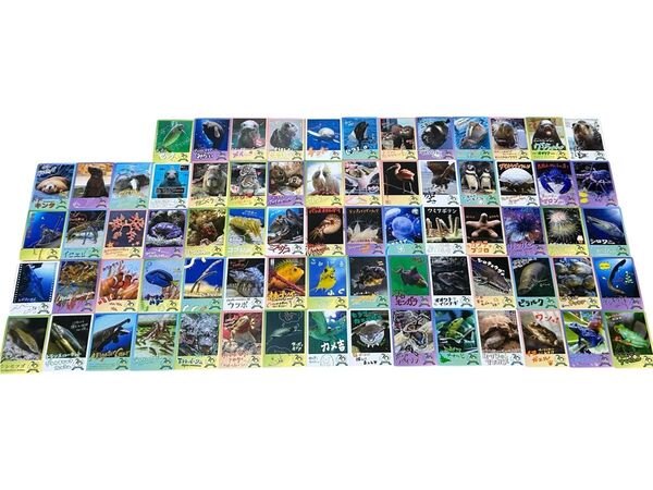 鳥羽水族館 コレカ ノーマルカード コンプリート 70周年記念 メイちゃん キラちゃん ラッコ