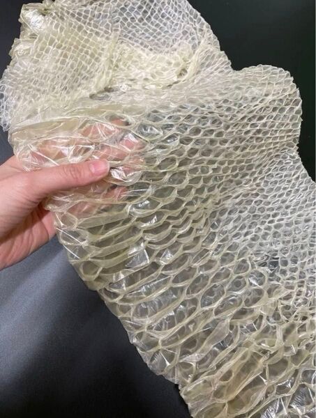 激レア 白蛇の抜け殻 大蛇の一部 約100×25cm ヘビの抜け殻 縁起物 金運