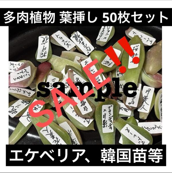 多肉植物 エケベリア 韓国苗 葉挿し 50枚セット①