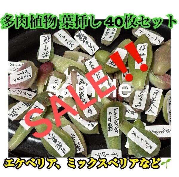 多肉植物 葉挿し 40枚セット エケベリア ミックスベリア多め!