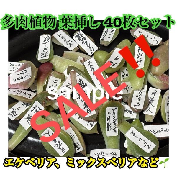 セール中!!多肉植物 葉挿し 40種類40枚 エケベリア ミックスベリア 桜鬼入り