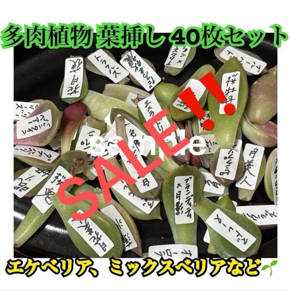 多肉植物 葉挿し40枚 名前付き エケベリア ミックスベリア 韓国苗等③