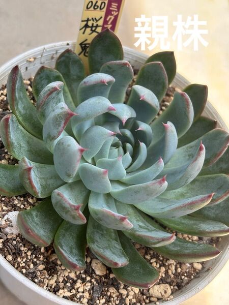 多肉植物 ミックスベリア 葉挿し2枚 札なし