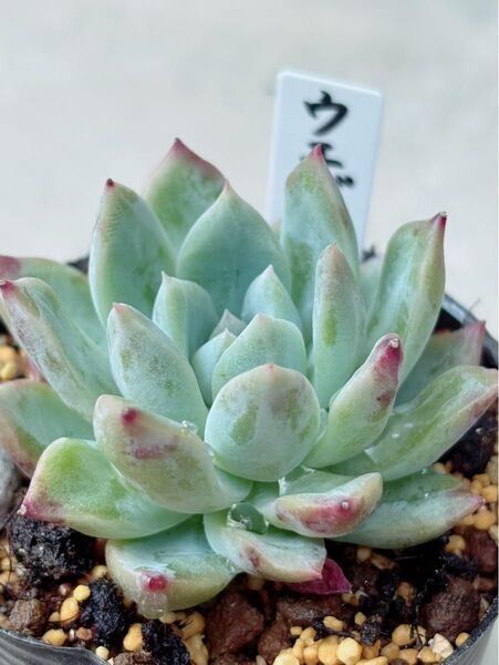 多肉植物 ミックスベリア おらいさん苗 ウエディングベル 抜き苗