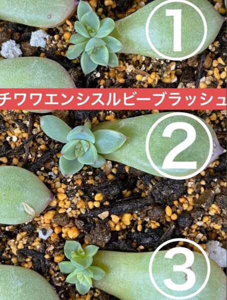 多肉植物 エケベリア チワワエンシスルビーブラッシュ 葉挿し 抜き苗