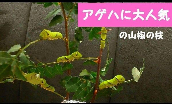 北海道産 山椒の枝 8本 アゲハの餌 山椒の葉