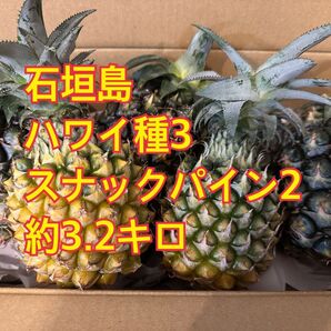 5個♪ 約3.2キロ ハワイ種3個ポコットパイン2個 スナックパイン ボゴール ぽこっと パイナップル 石垣島