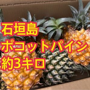 約3キロ 小5個中2個 スナックパイン ボゴール ぽこっと パイナップル 石垣島