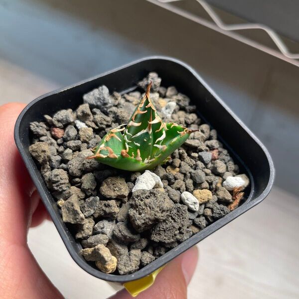 台湾輸入株 毒刺血統 アガベ チタノタ オテロイ 背刺赤猫 背刺紅猫 背棘赤猫 背棘紅猫