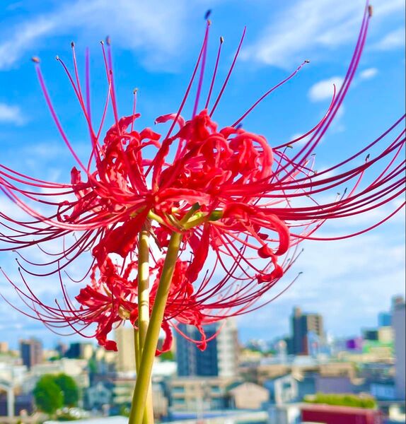 30 ヒガンバナ 彼岸花 球根 曼珠沙華 紅白色 アソート 無農薬栽培