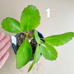 1 子宝草 コダカラソウ 苗