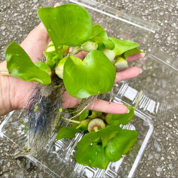 O 浮き草 ホテイアオイ 水草 無農薬栽培(ウォーターヒヤシンス)熱帯魚に