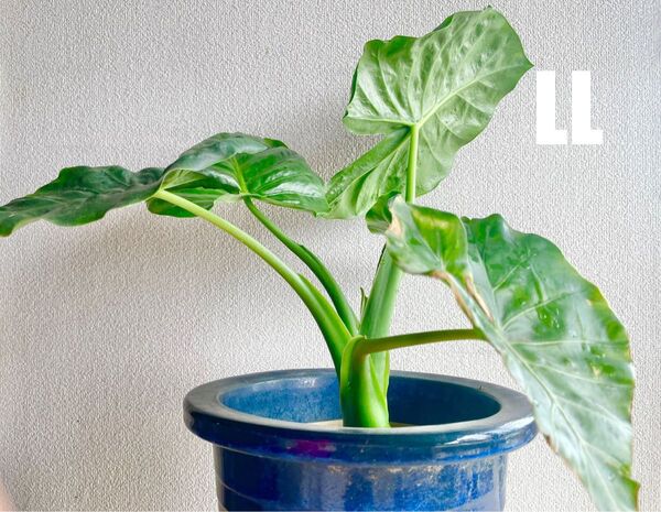 LL クワズイモ 花蕾つき!樹齢30年の親芋から挿し木 発芽中