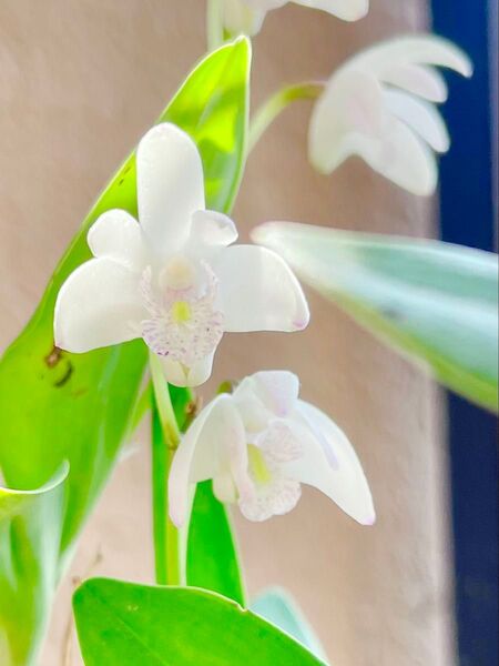 小さな白いランの花 鉢植え デンドロデューム キンギアナム 花は終わりました
