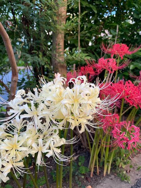 30 ヒガンバナ 彼岸花 球根 曼珠沙華 紅白色 アソート 無農薬栽培