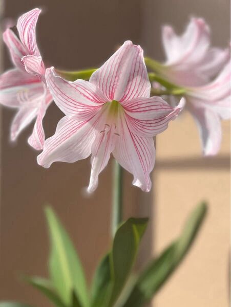 6 希少!秋咲き シロスジアマリリス 樹齢30年の親から分球 発芽発根球根1個