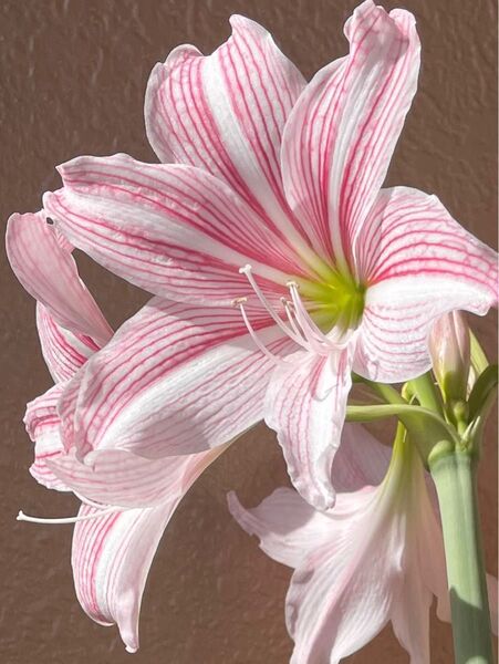 7 希少!秋咲き シロスジアマリリス 葉に白い斑入り 発芽発根球根1個