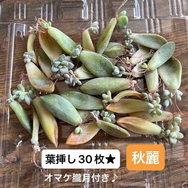 朧月オマケ付き★多肉植物 葉挿し★秋麗しゅうれい30枚★お試しにも!初心者さんにオススメ!発芽 発根 趣味 ペットのおやつにも♪