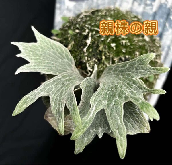 ビカクシダ P.Willinckii cv.Watchara 'Fish Bone' pup株分子株 板付け