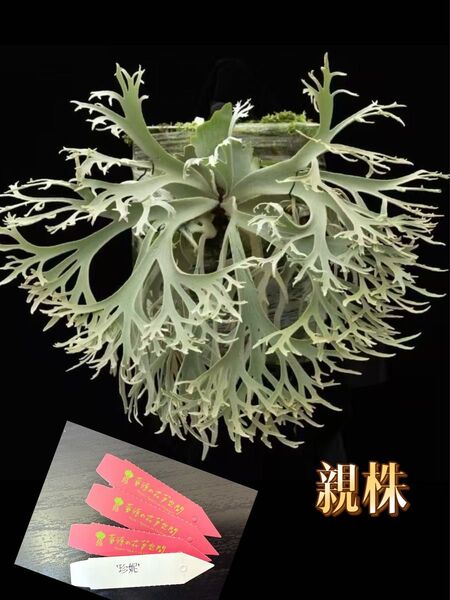 ビカクシダ P.willinckii 'Jenny' TC From Yuan’s space
