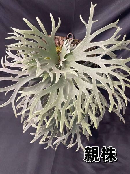 ビカクシダ P.willinckii 'Jewel' sporeling
