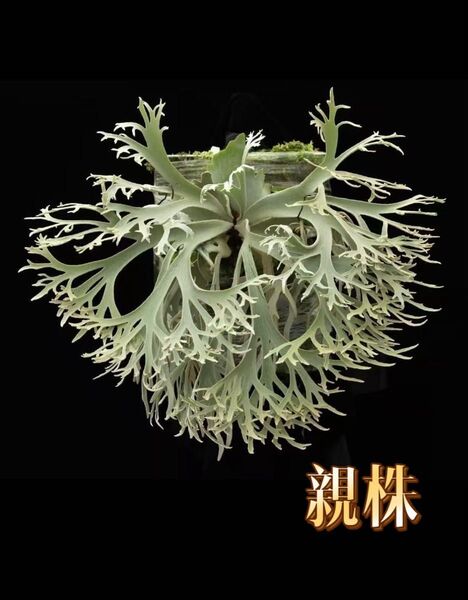 ビカクシダ P.willinckii 'Jenny' TC