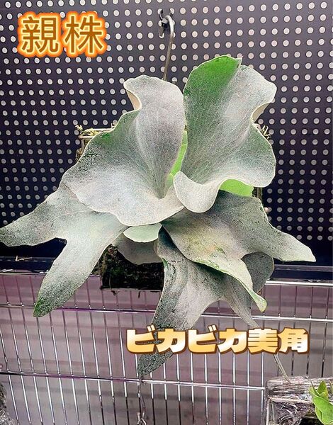 ビカクシダ P.FSQ Dwarf pup 株分子株出品