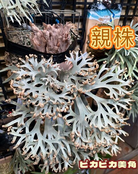 ビカクシダ P.willinckii Dwarf Nook spore