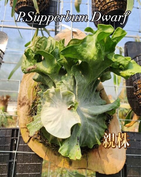 ビカクシダ P. Superbum Dwarf sporeling